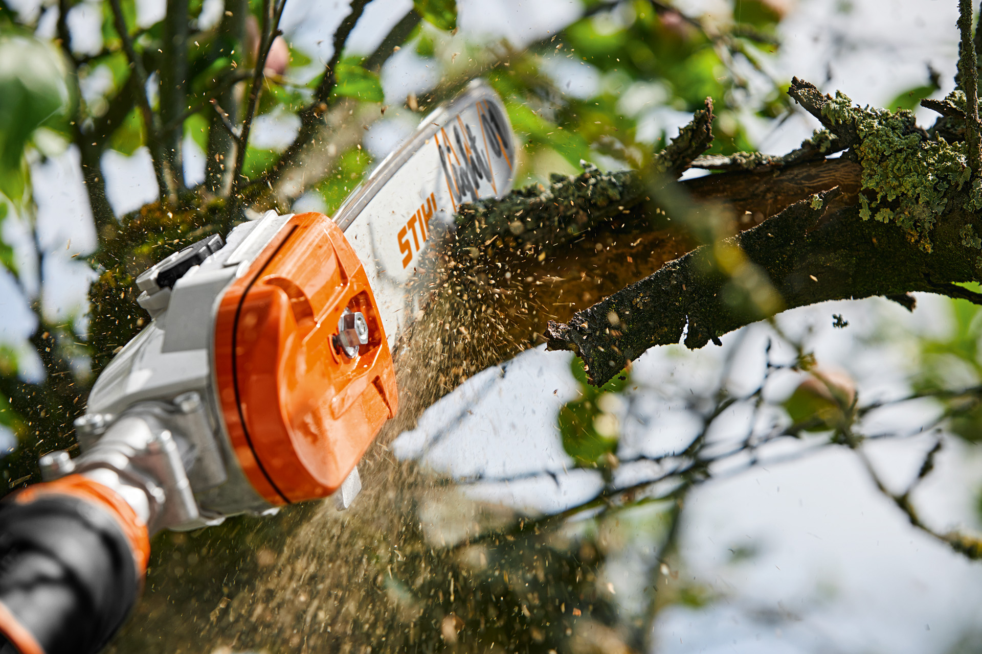Um ramo da árvore de fruto é cortado com uma podadora de corrente STIHL