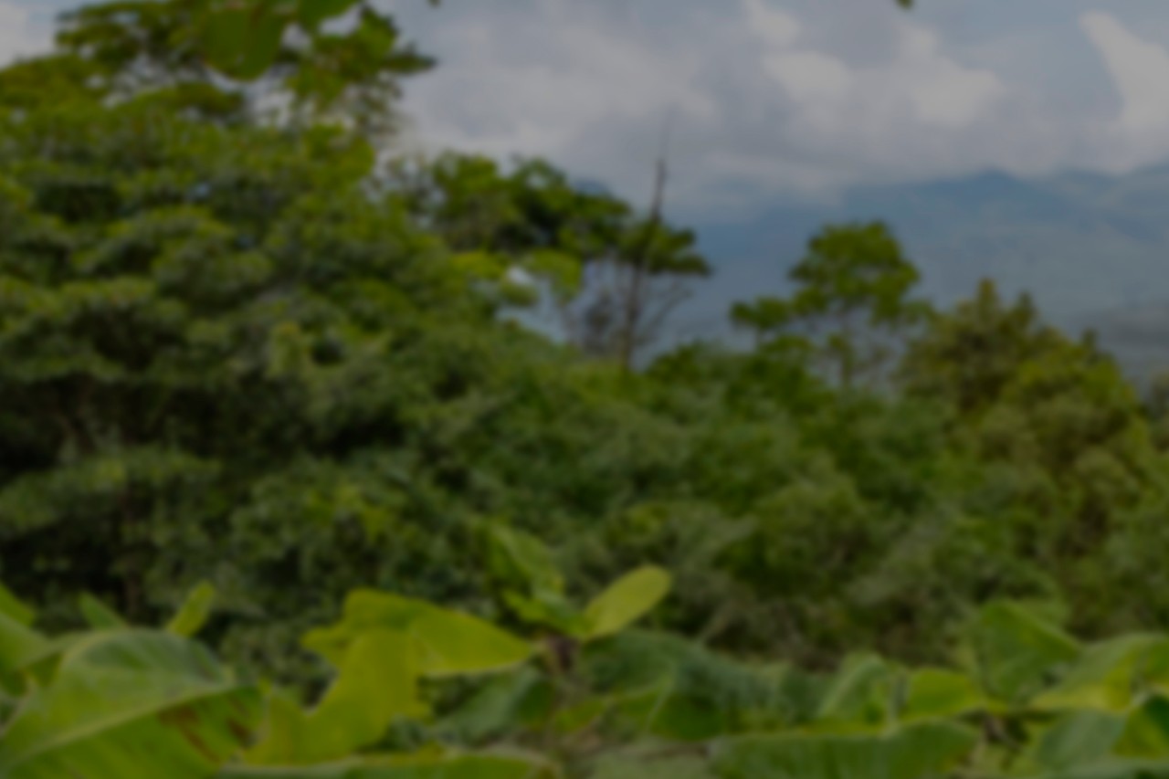 Paisagem verde, fundo com árvores
