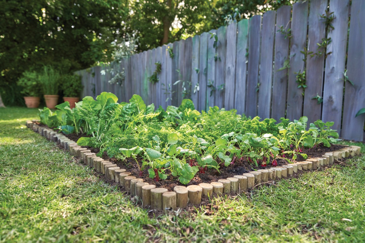 Canteiro de legumes junto a uma vedação do jardim, separado do relvado por uma borda de canteiro feita de paliçada de madeira 