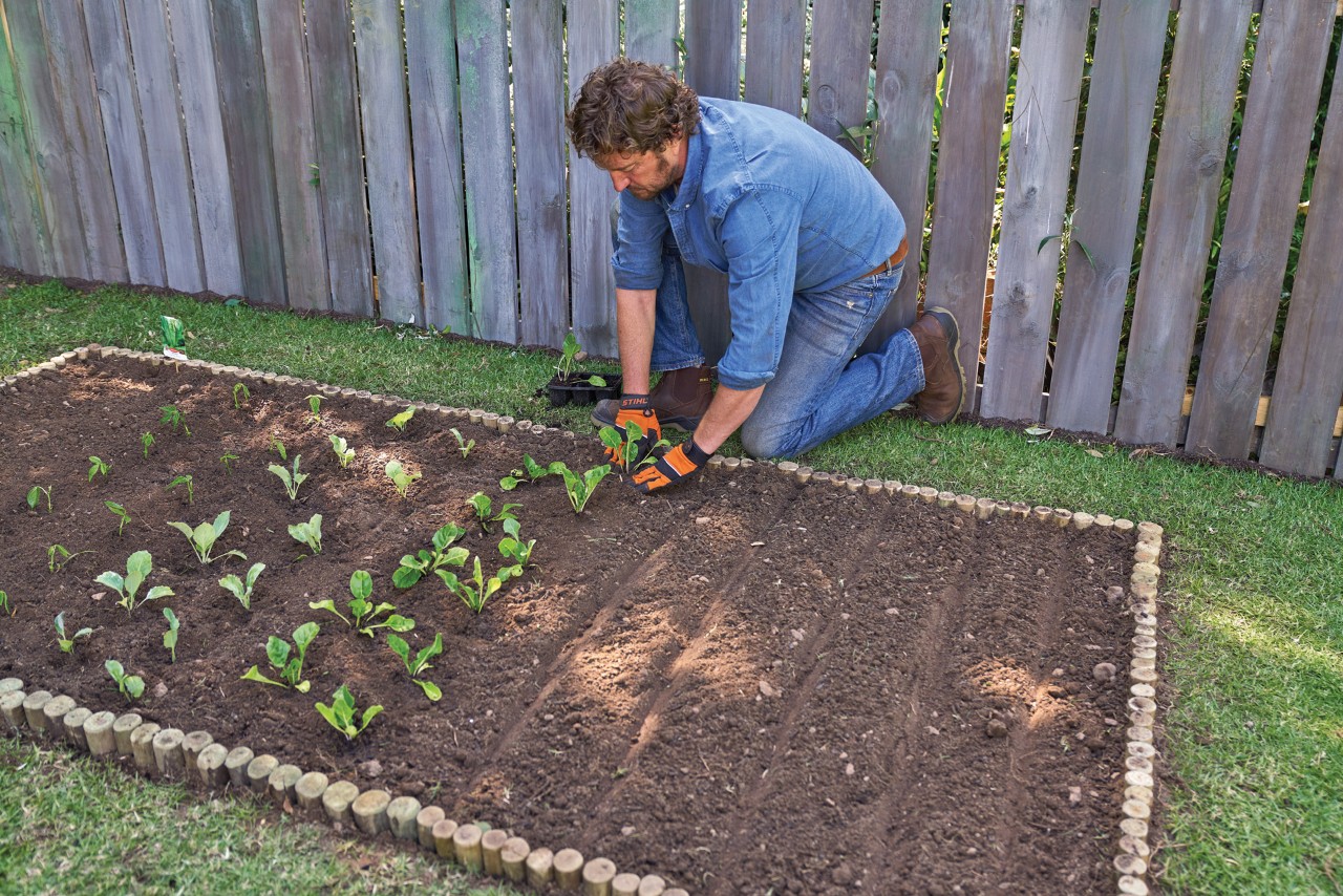 Um homem planta plântulas numa horta de canteiro com uma borda de madeira de bricolage 