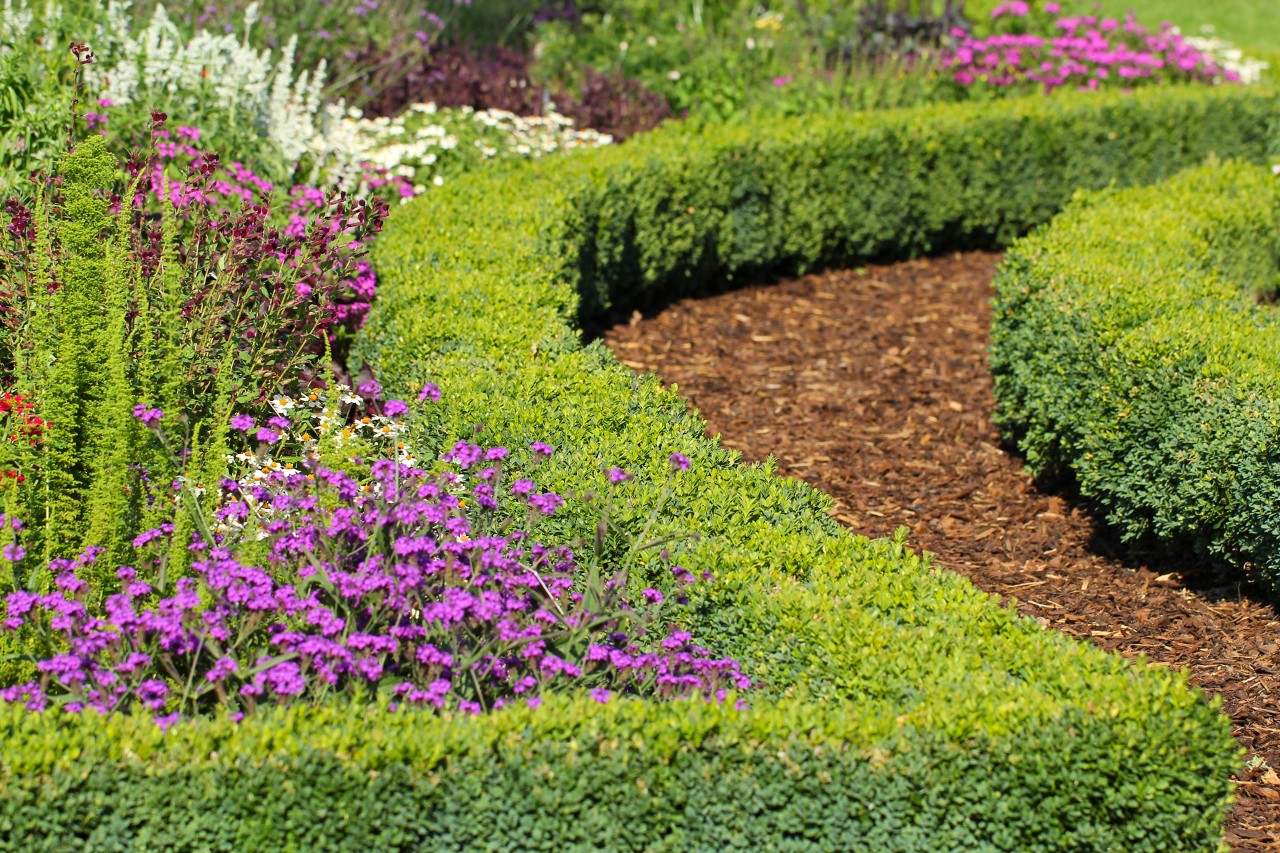 Plantas para bordas de canteiros: um arbusto de buxo serve de borda de canteiro natural