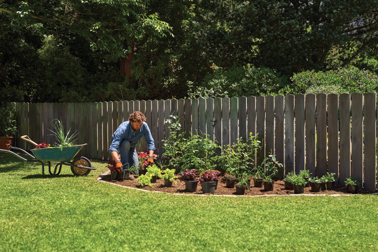 Como plantar perenes: um homem a dispor plantas em vasos num canteiro de jardim