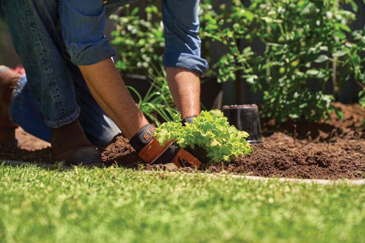 Como plantar perenes: uma pessoa de luvas planta uma plântula na terra