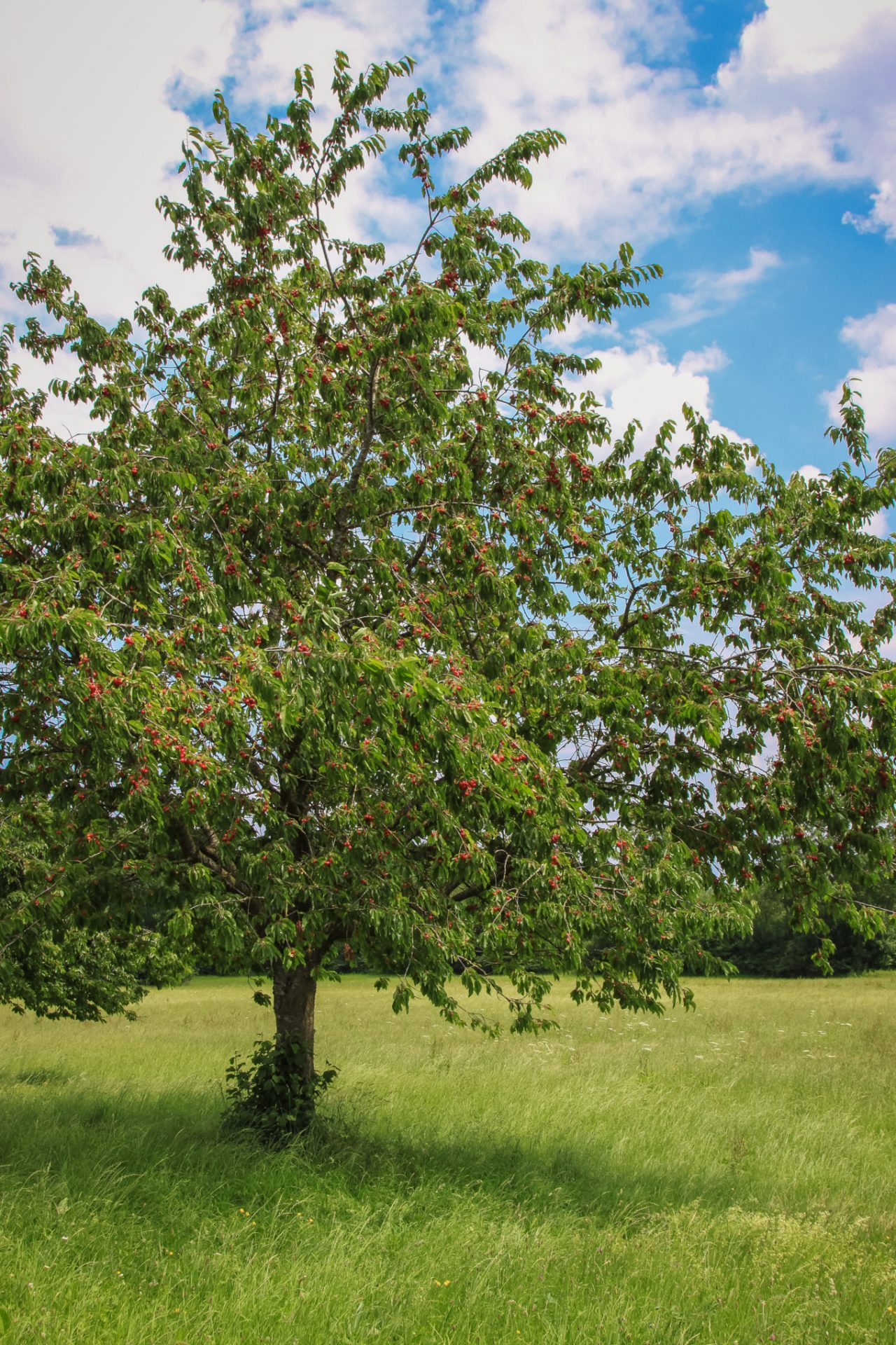Cerejeira-brava com frutos num prado sob um céu azul nublado