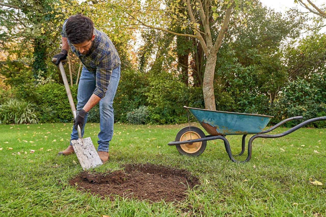Um homem remove o gramado com uma pá de plantio para uma perfuração destinada a plantar árvore
