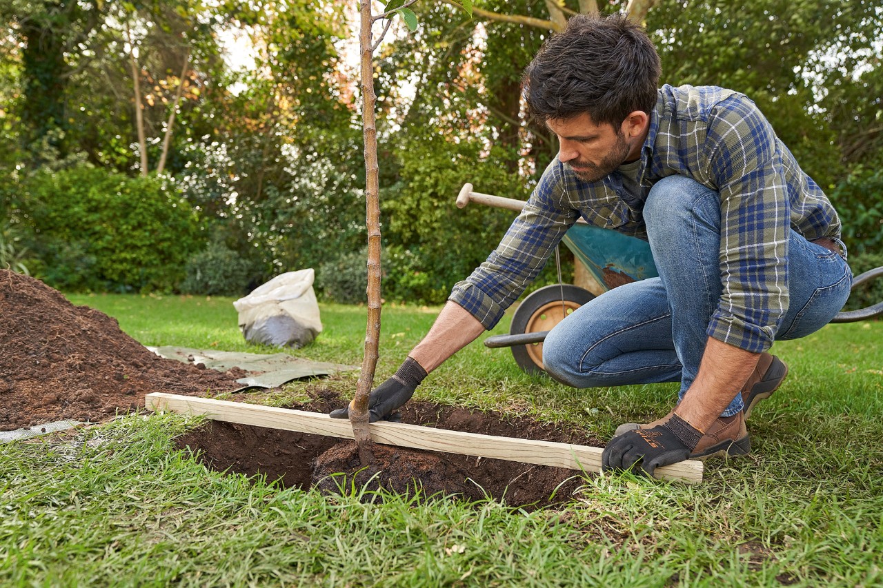 Um homem de luvas de proteção STIHL centra uma árvore na cova de plantação sobre a qual coloca uma ripa