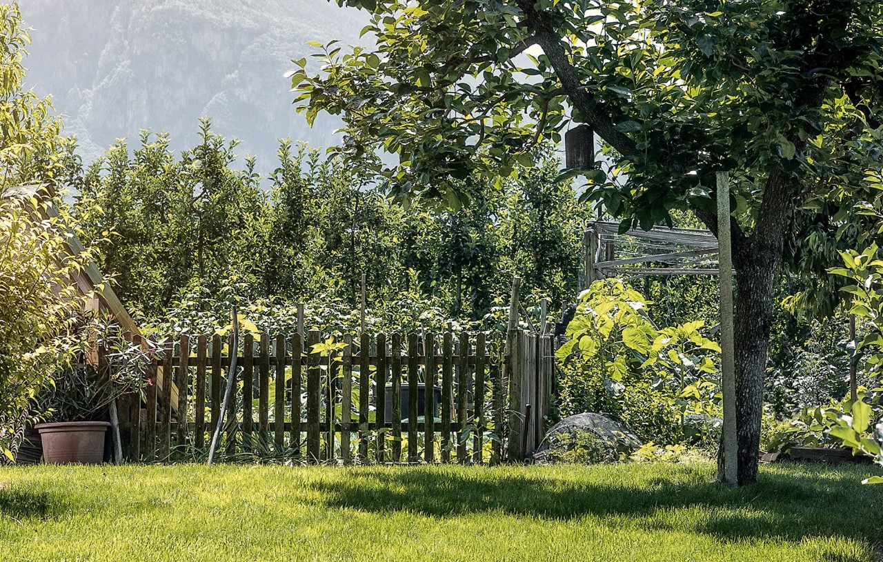 Árvore junto a uma cerca num pequeno jardim bem cuidado 