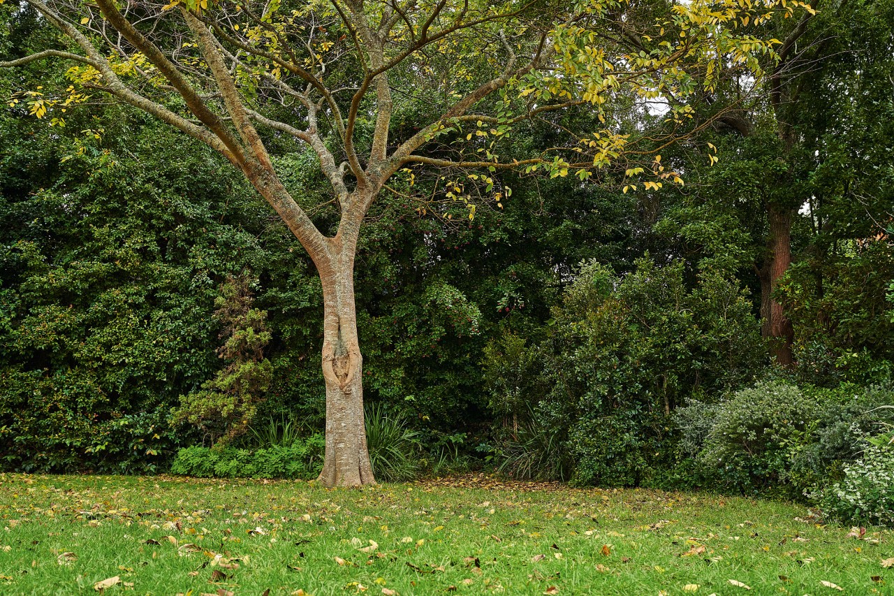 Árvore de folha caduca num espaço verde no outono, altura boa para fazer a poda de árvores.