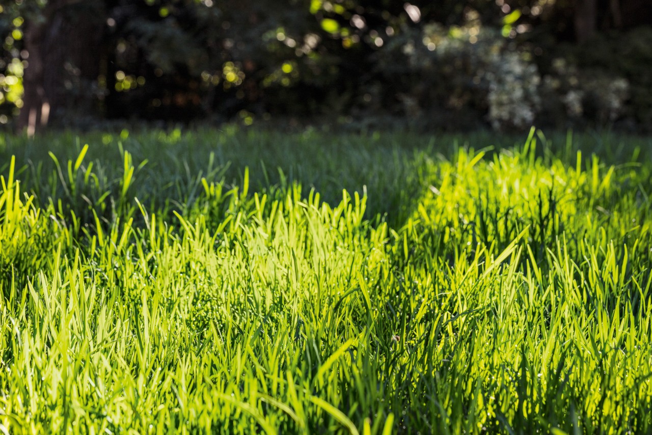 Imagem ampliada de grama verde onde os cuidados com a grama no verão foram bem aplicados
