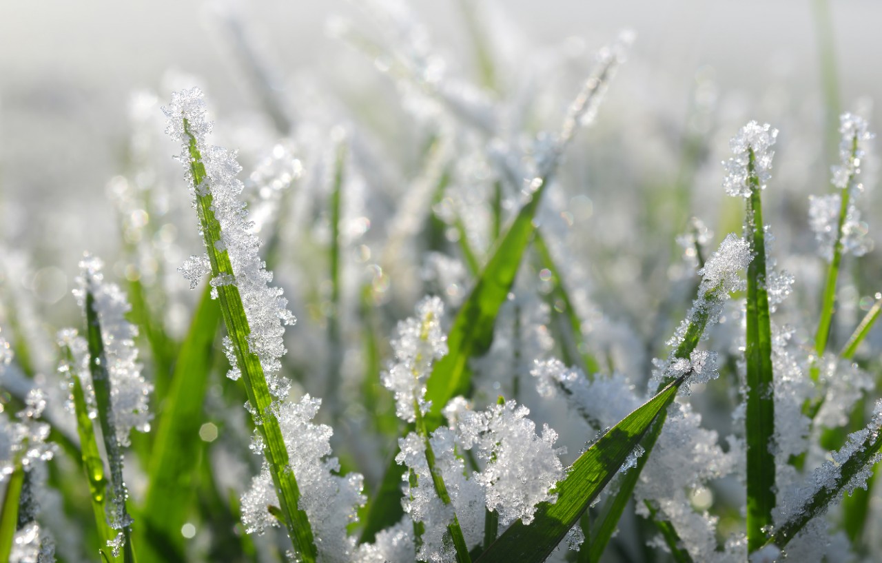 Imagem ampliada de lâminas de grama com cristais de gelo e neve