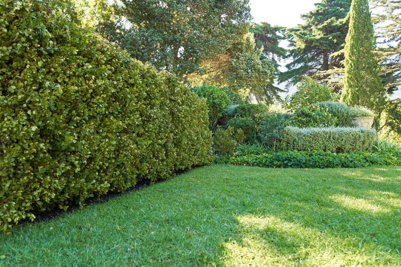 Cercas vivas e gramado verdes num jardim