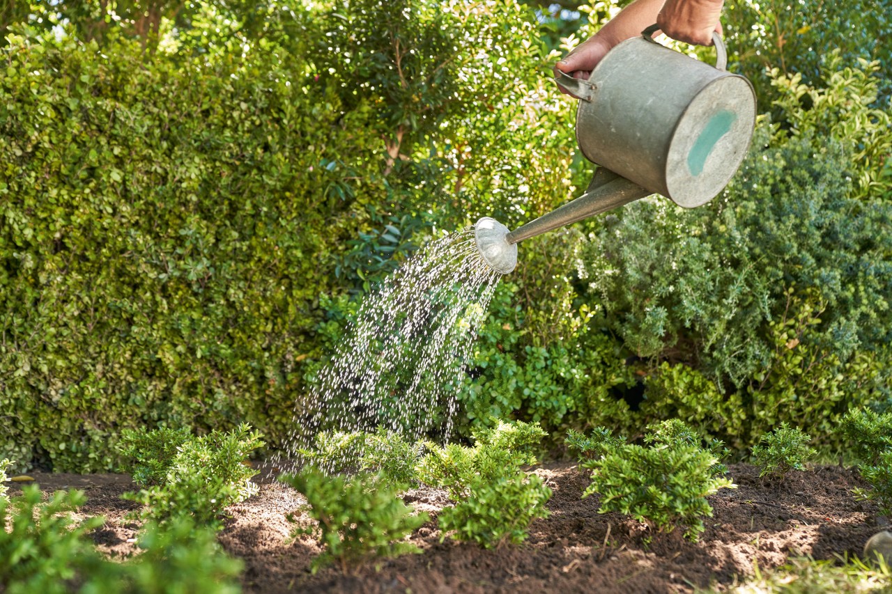 Um regador metálico é usado para regar pequenas plantas de jardim em frente a uma cerca viva