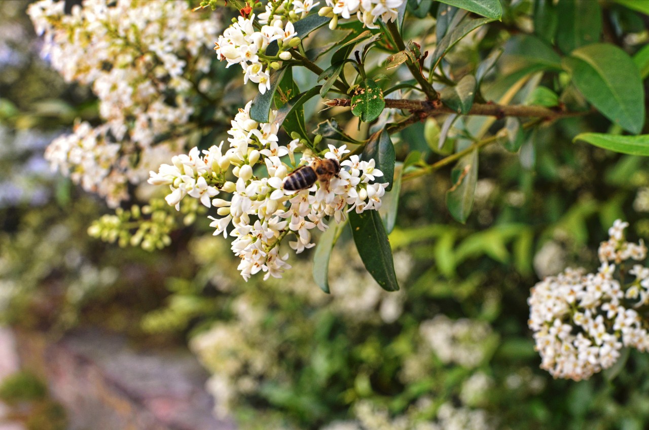 Imagem ampliada de uma abelha na floração branca de um arbusto de alfena
