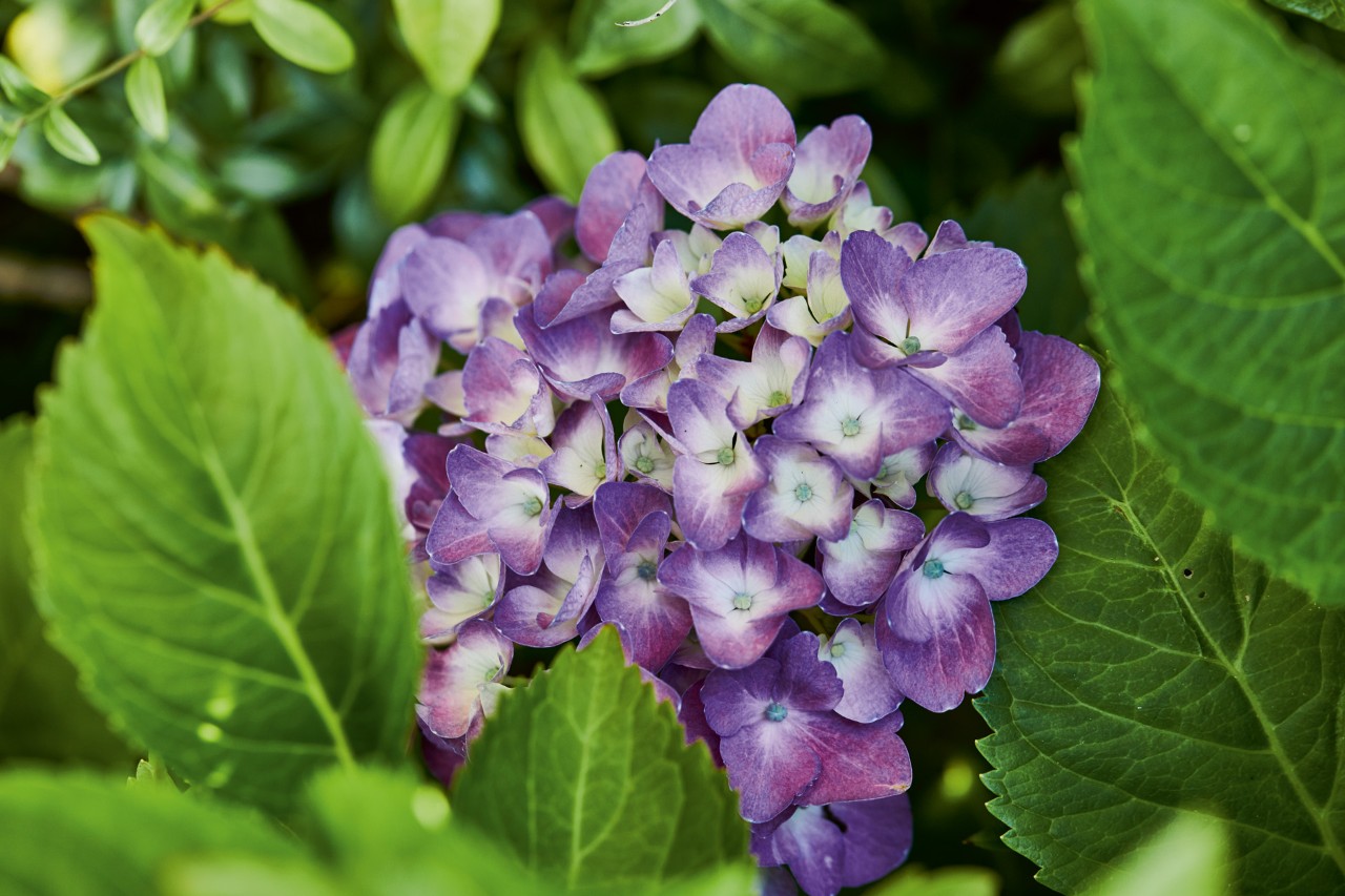 Imagem ampliada de uma hidrângea violeta em flor