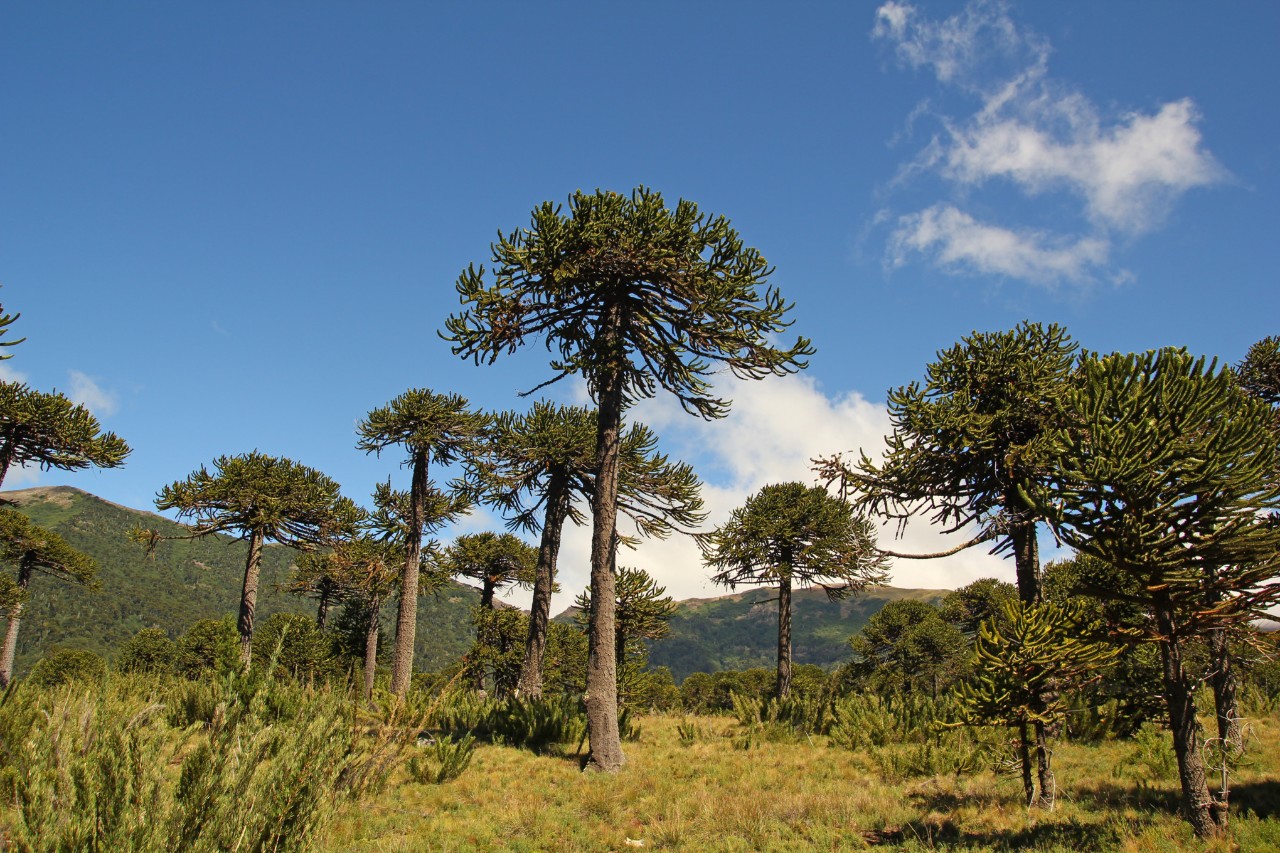 Araucárias em um campo 