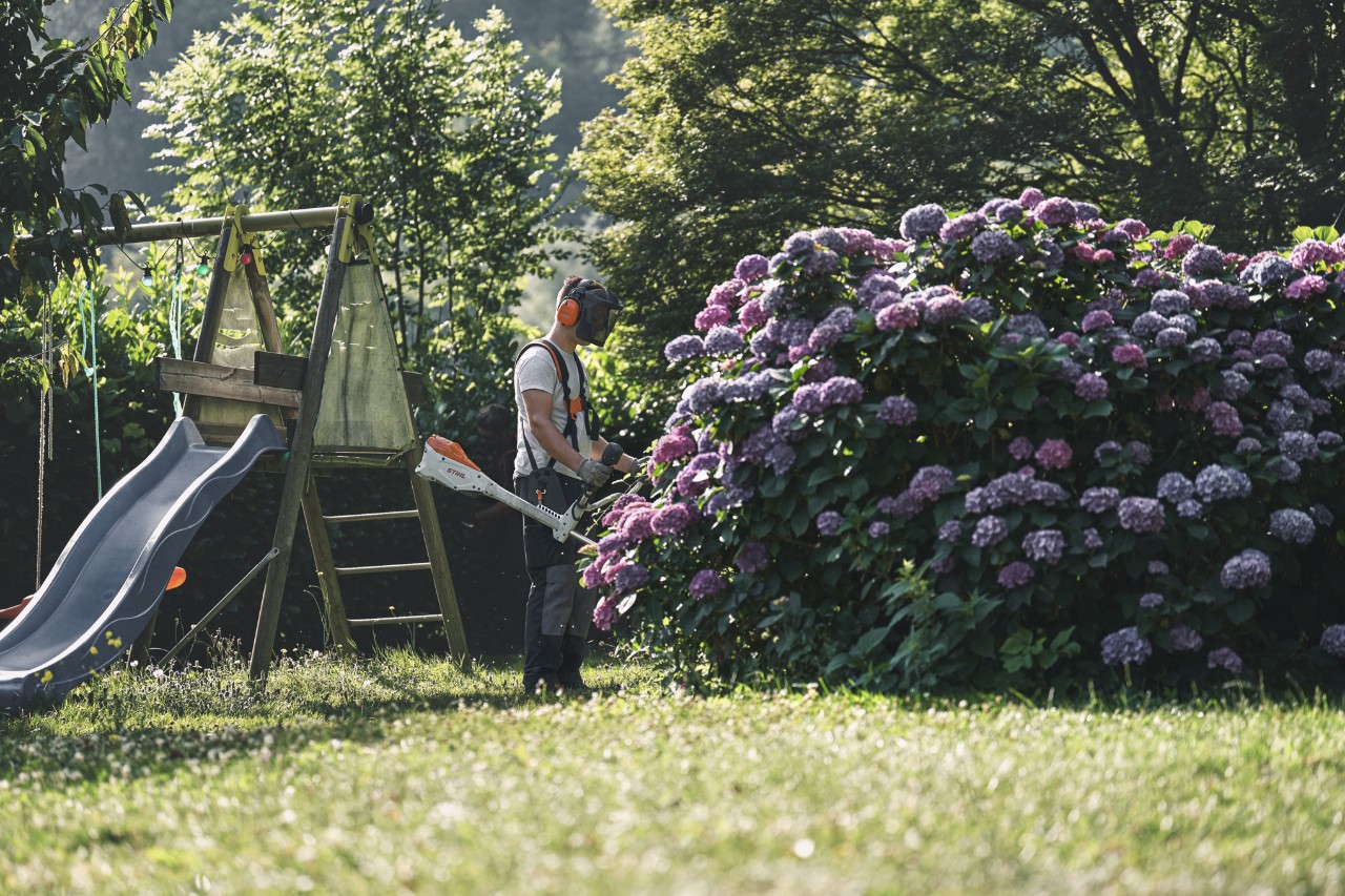 Um homem com viseira e proteção auditiva com uma roçadeira STIHL em frente a um grande arbusto de hortênsias 